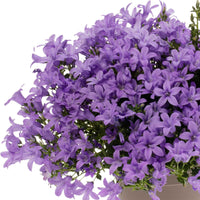 3x Campanula 'Intense Purple' Lila - Winterhart - Bodendecker