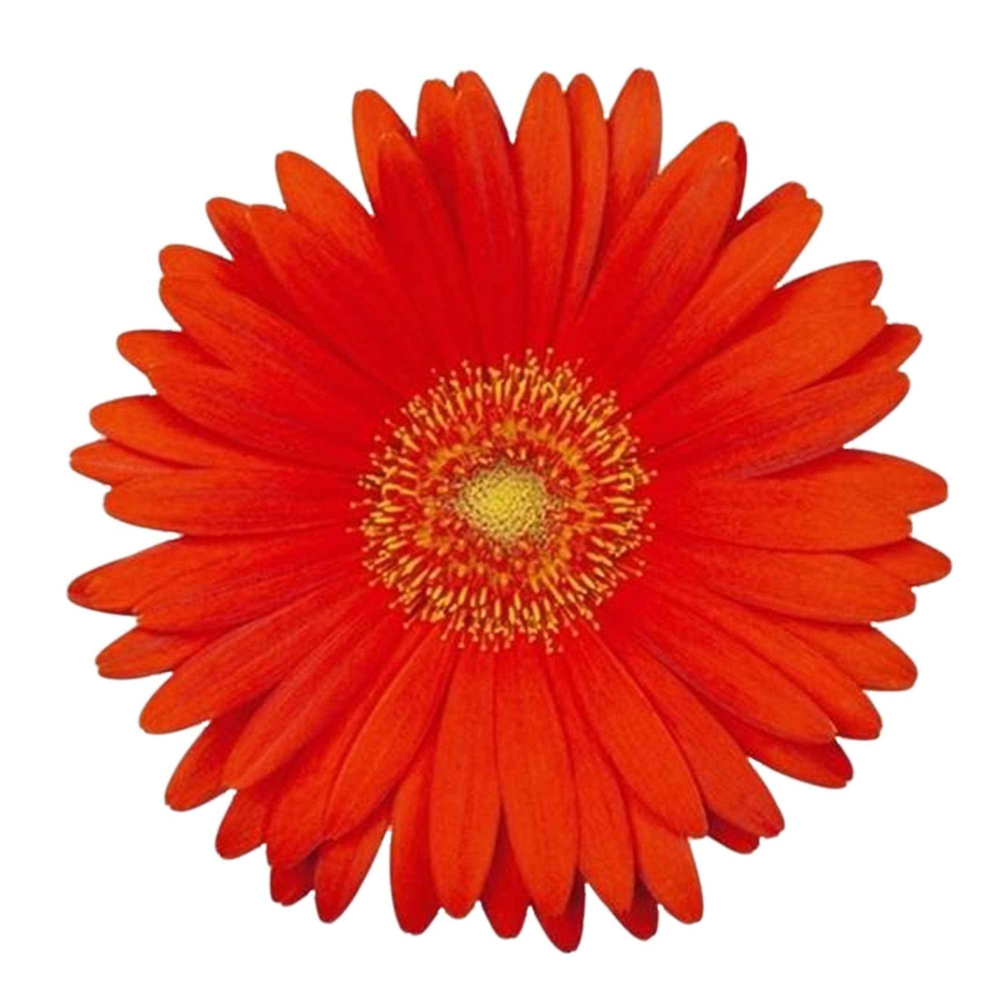 Gerbera 'Garvinea' Orange - Winterhart - Pflanzeneigenschaften