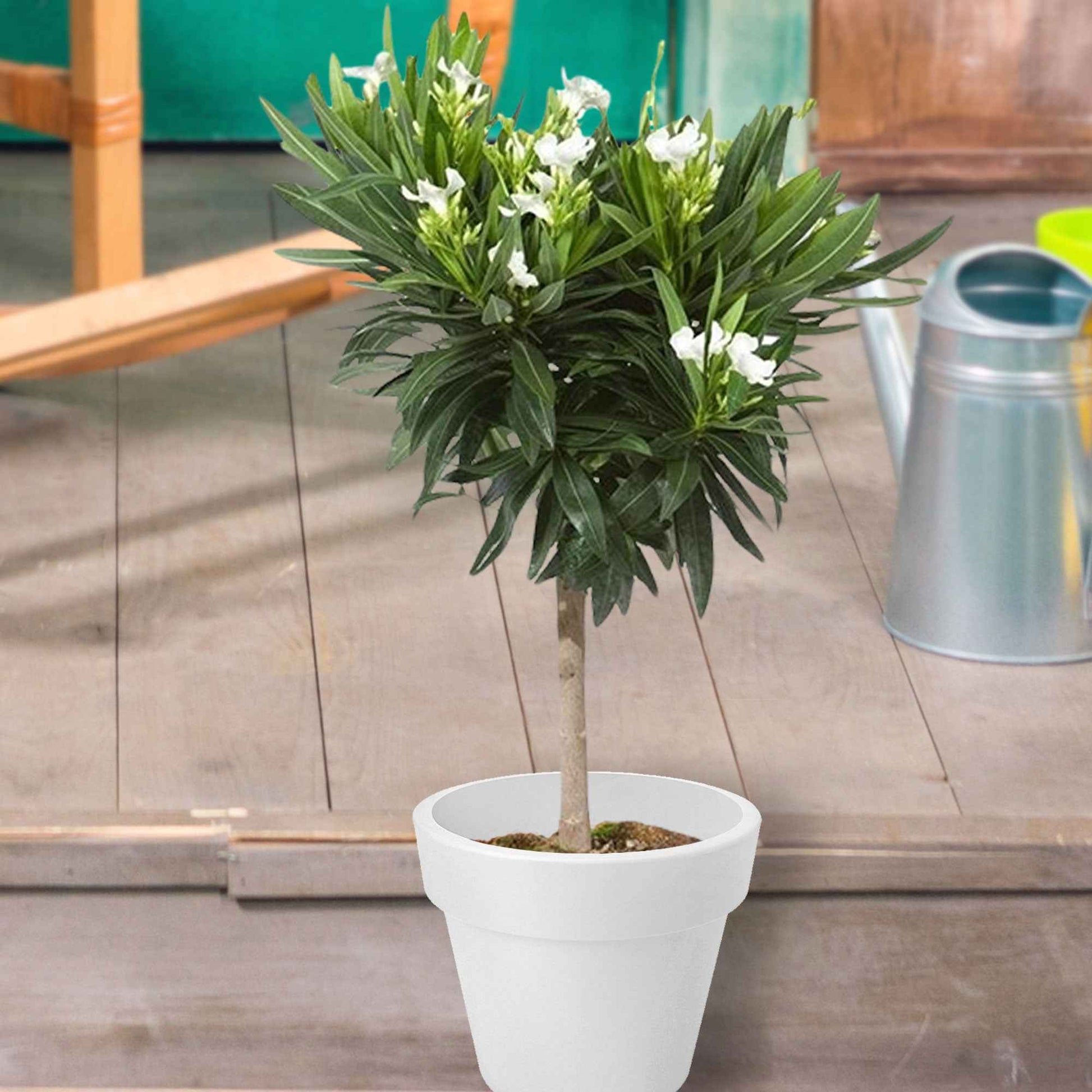 Oleander Weiß - Balkonpflanzen