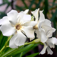Oleander Weiß - Beetpflanzen