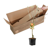 Birnbaum Pyrus communis 'Doyenne Du Comice' - Bio - Winterhart - Gartenpflanzen