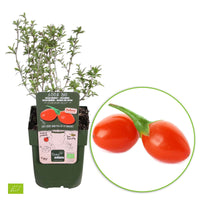 Goji-Beere Lycium 'Instant Success' Rot - Bio - Winterhart - Gartenpflanzen
