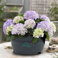 Bauernhortensie Hydrangea 'Table' Blau - Winterhart - Blühende Gartenpflanzen