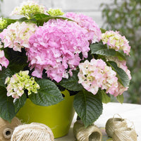 Bauernhortensie Hydrangea 'Table' Rosa - Winterhart - Blühende Gartenpflanzen