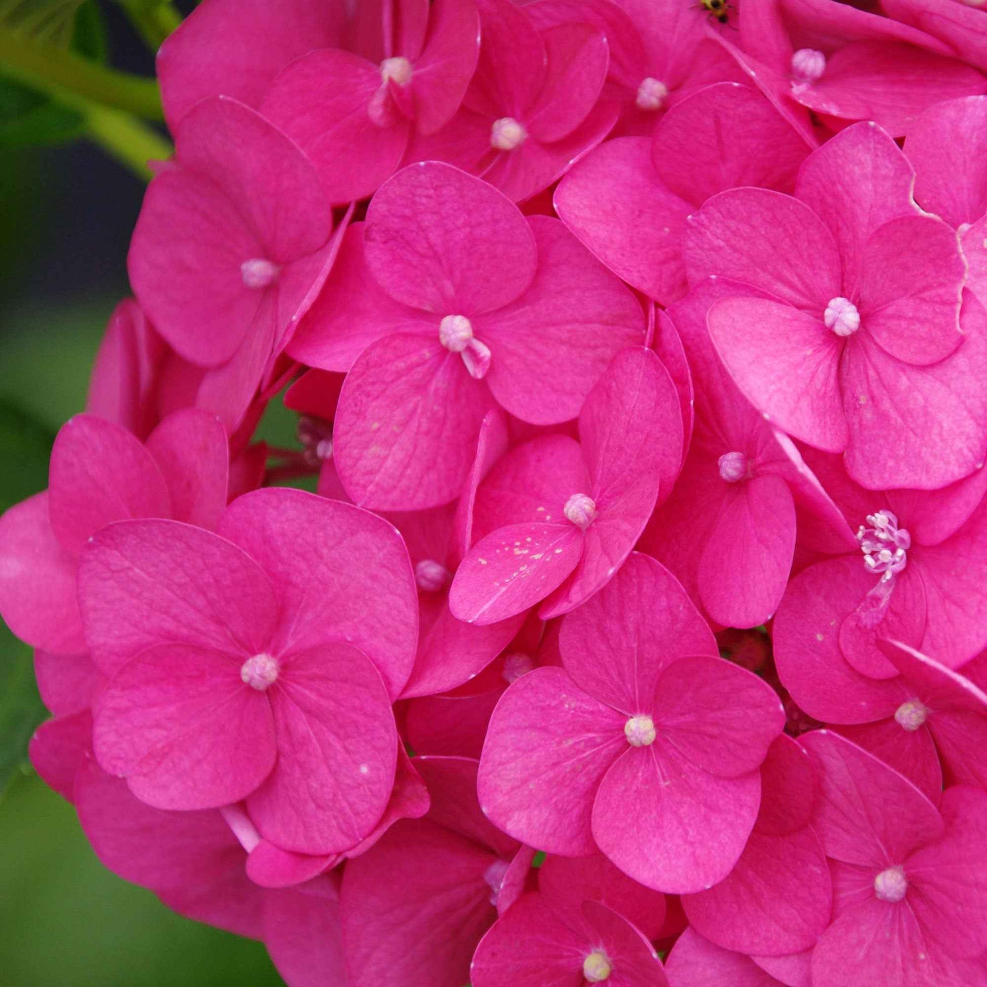 Bauernhortensie Hydrangea 'Bloomstar' Rosa - Winterhart - Blühende Gartenpflanzen