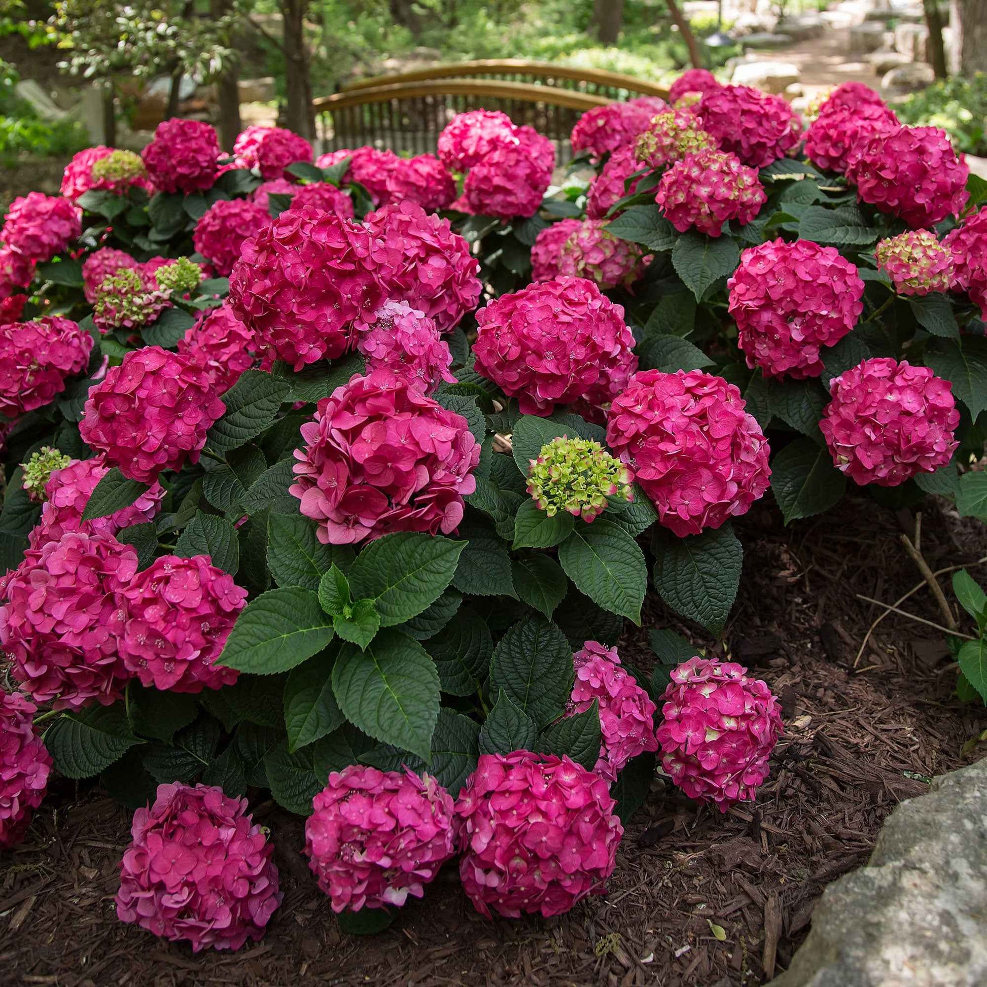 Bauernhortensie Hydrangea 'Summer Love' Rot - Winterhart - Blühende Gartenpflanzen