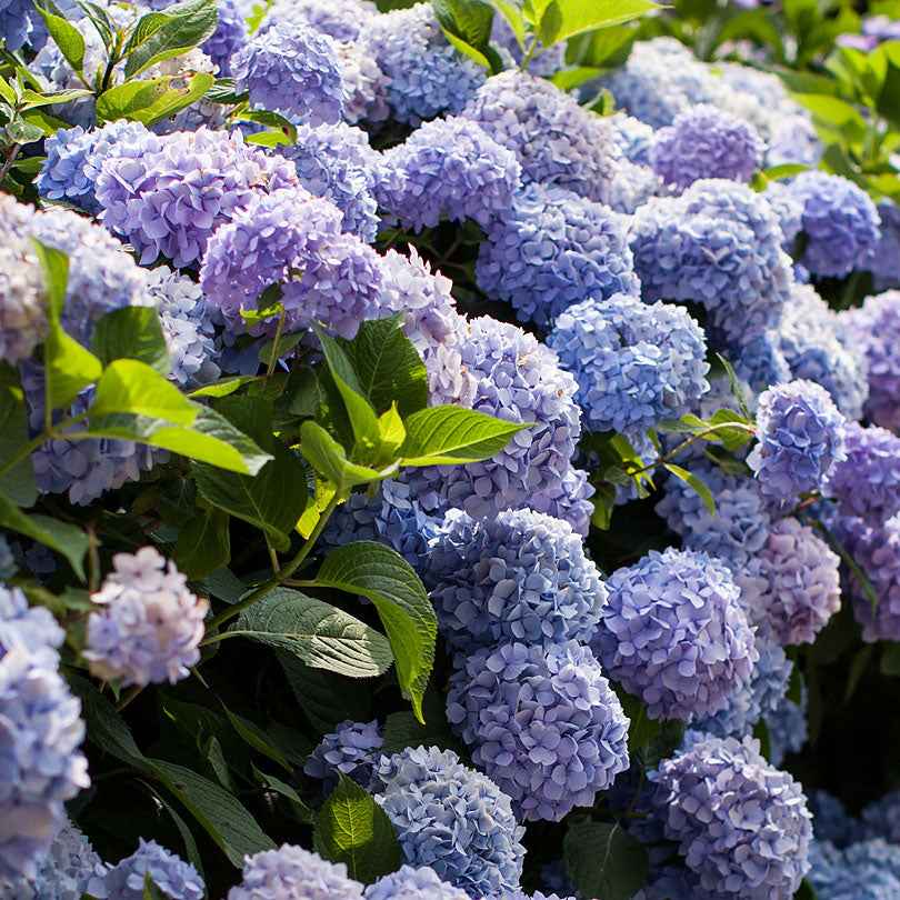 Bauernhortensie Hydrangea 'The Original Blue' Blau - Winterhart - Winterharte Pflanzen
