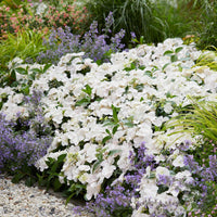 Bauernhortensie Hydrangea 'Runaway Bride' Weiß - Winterhart - Blühende Gartenpflanzen