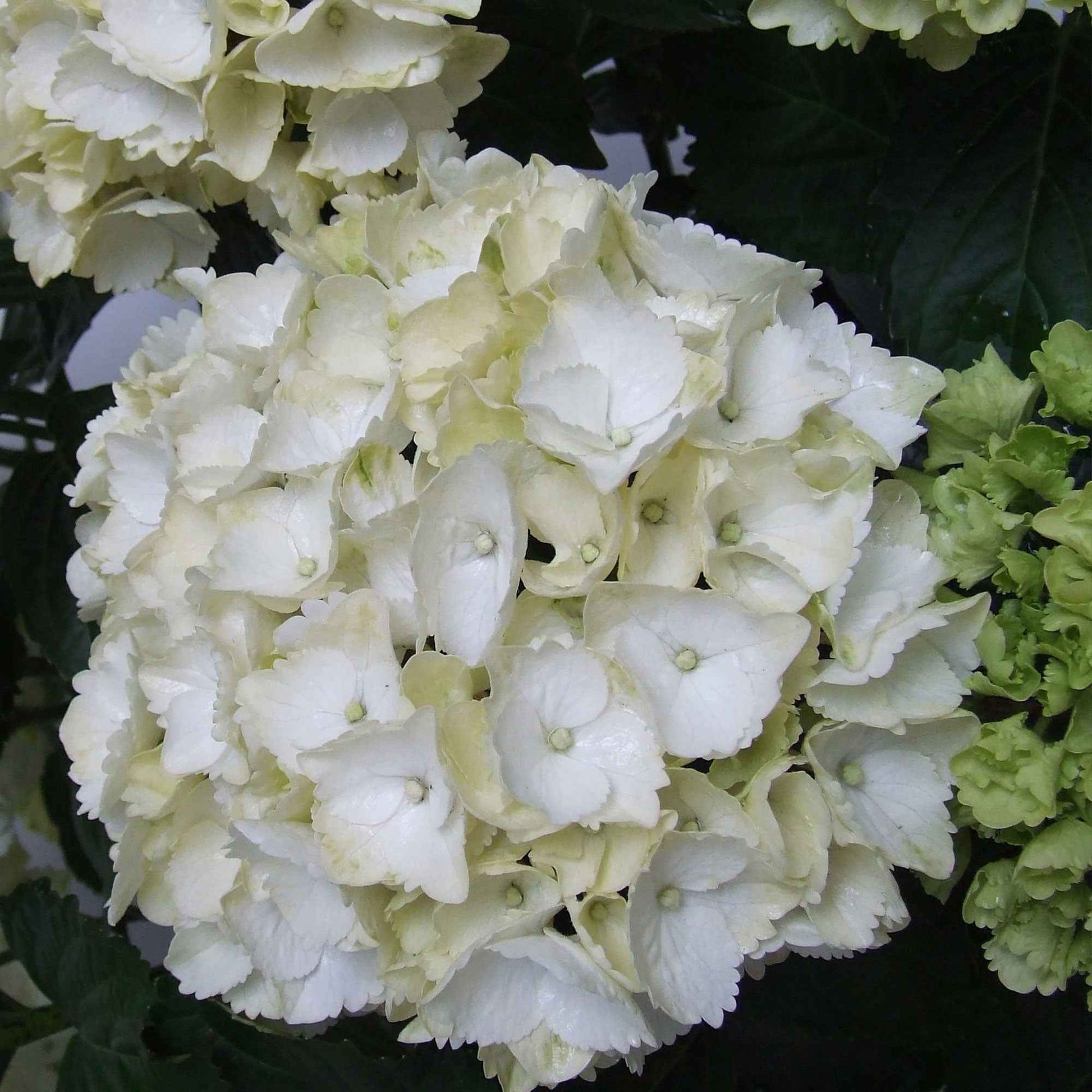 Hortensie Hydrangea macrophylla 'White' weiβ - Blühende Sträucher