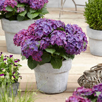 Hortensie Hydrangea 'Deep Purple Dance' lila - Winterhart - Blühende Gartenpflanzen