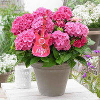 Bauernhortensie Hydrangea 'Pink Pop' Rosa - Winterhart - Blühende Gartenpflanzen