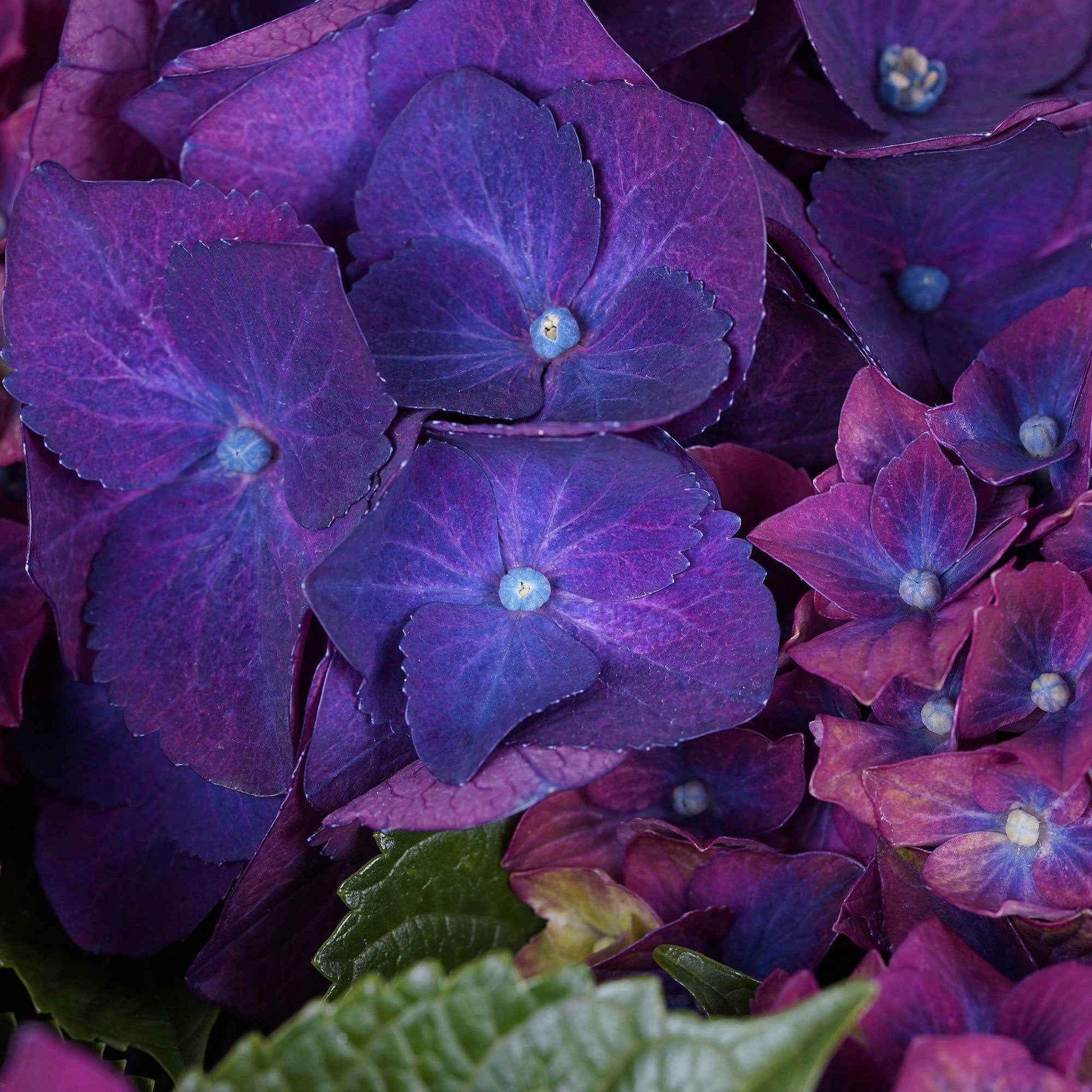 Bauernhortensie 'Three Sisters Purple' Lila - Winterhart - Blühende Gartenpflanzen