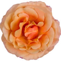 Großblütige Zimmerrose Zimmerrose Rosa grandiflora Gelb - Blühende Zimmerpflanzen