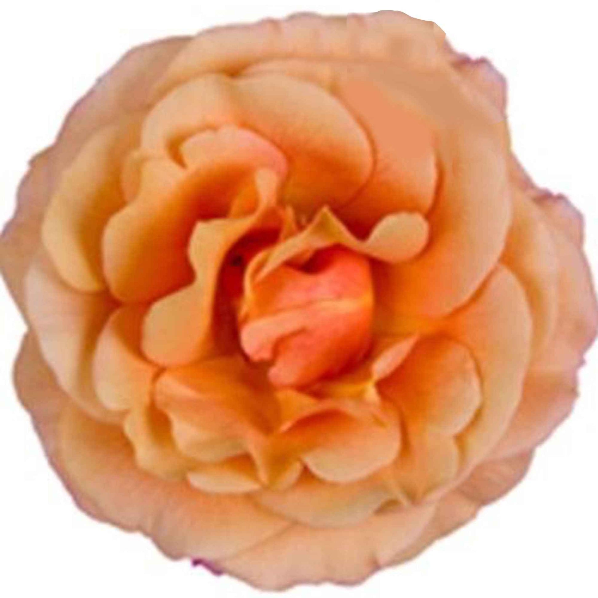 Großblütige Zimmerrose Zimmerrose Rosa grandiflora Gelb - Nach Trends