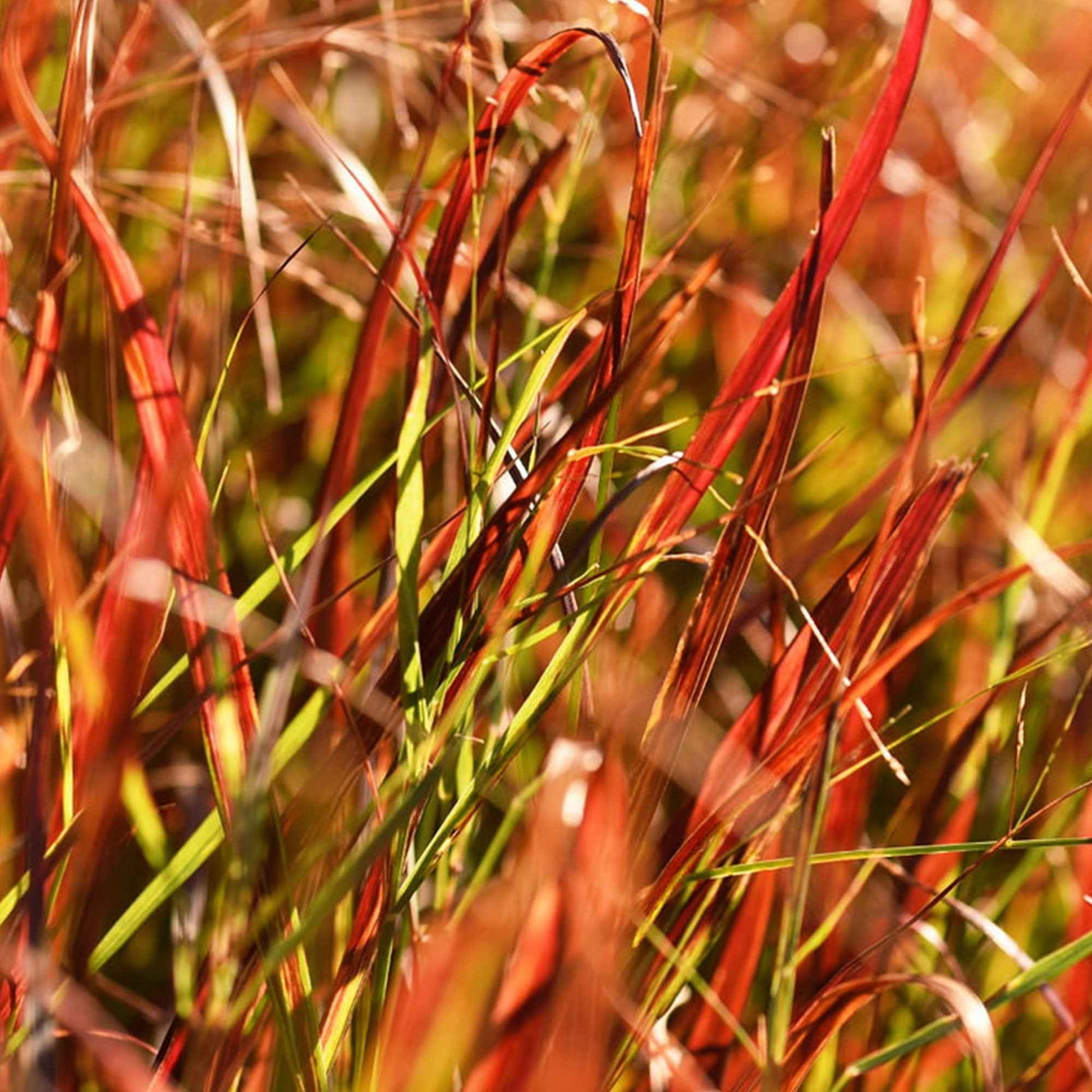 Hirse 'Cheyenne Sky' Grün-Rot - Winterhart - Pflanzeneigenschaften