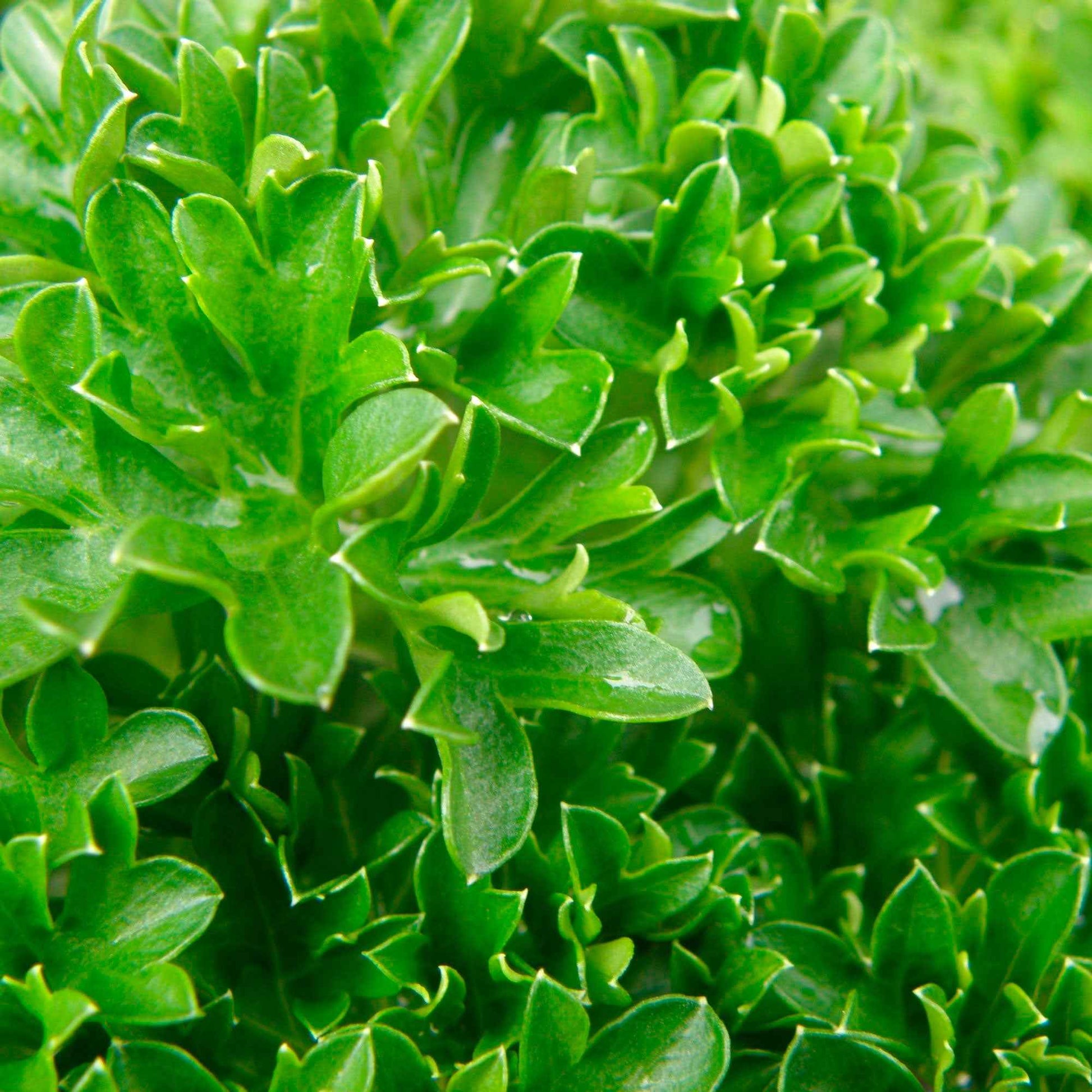 Krause Petersilie Petroselium crispum – Bio - Kräuterpflanzen