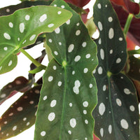 Forellenbegonie Begonia maculata inkl. Dekotopf - Grüne Zimmerpflanzen