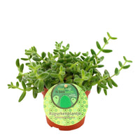 Augurkenpflanze Delosperma echinatum - Grüne Zimmerpflanzen