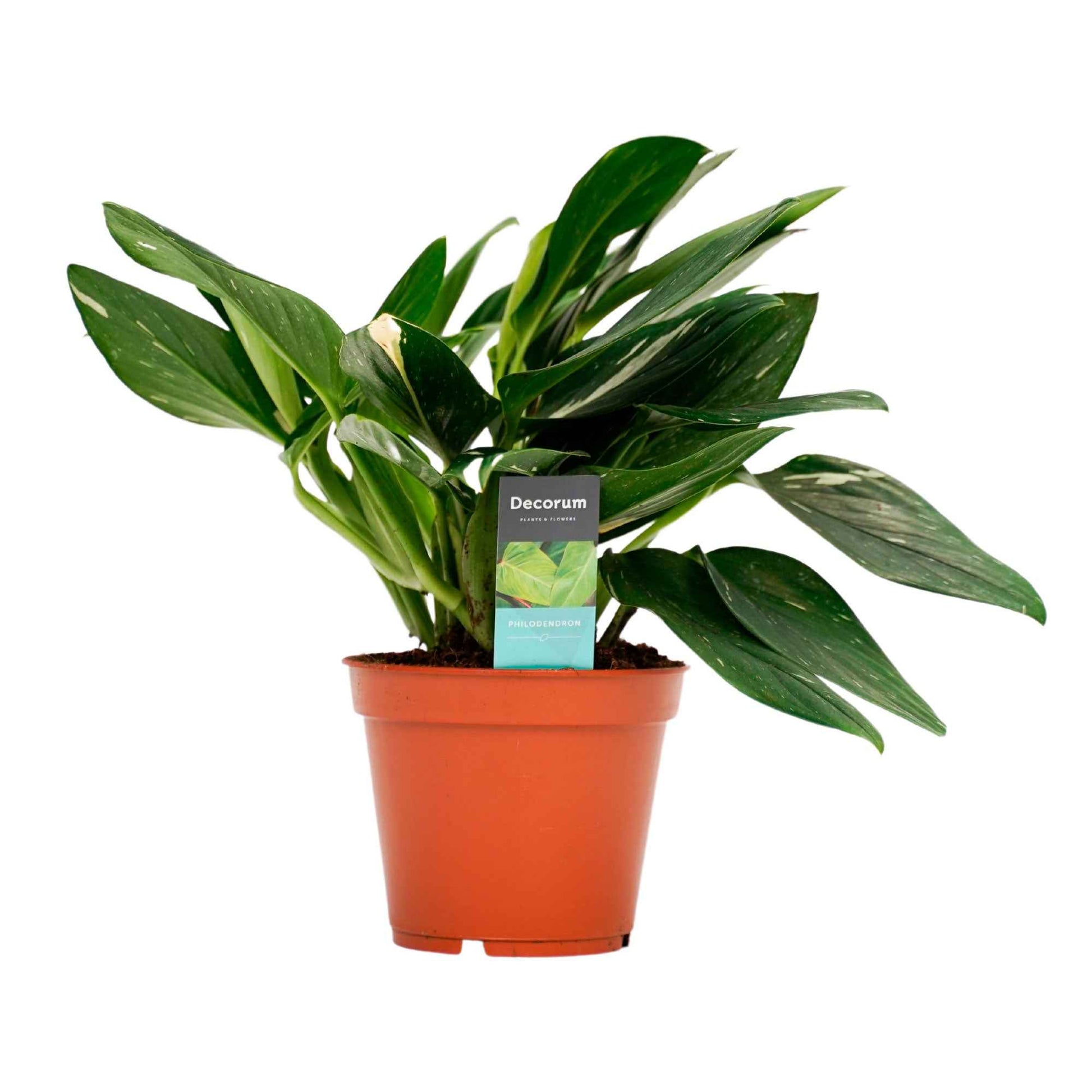 Philodendron 'Cobra' - Alle pflegeleichten Zimmerpflanzen