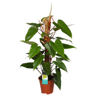 Philodendron 'Red Emerald' - Alle pflegeleichten Zimmerpflanzen
