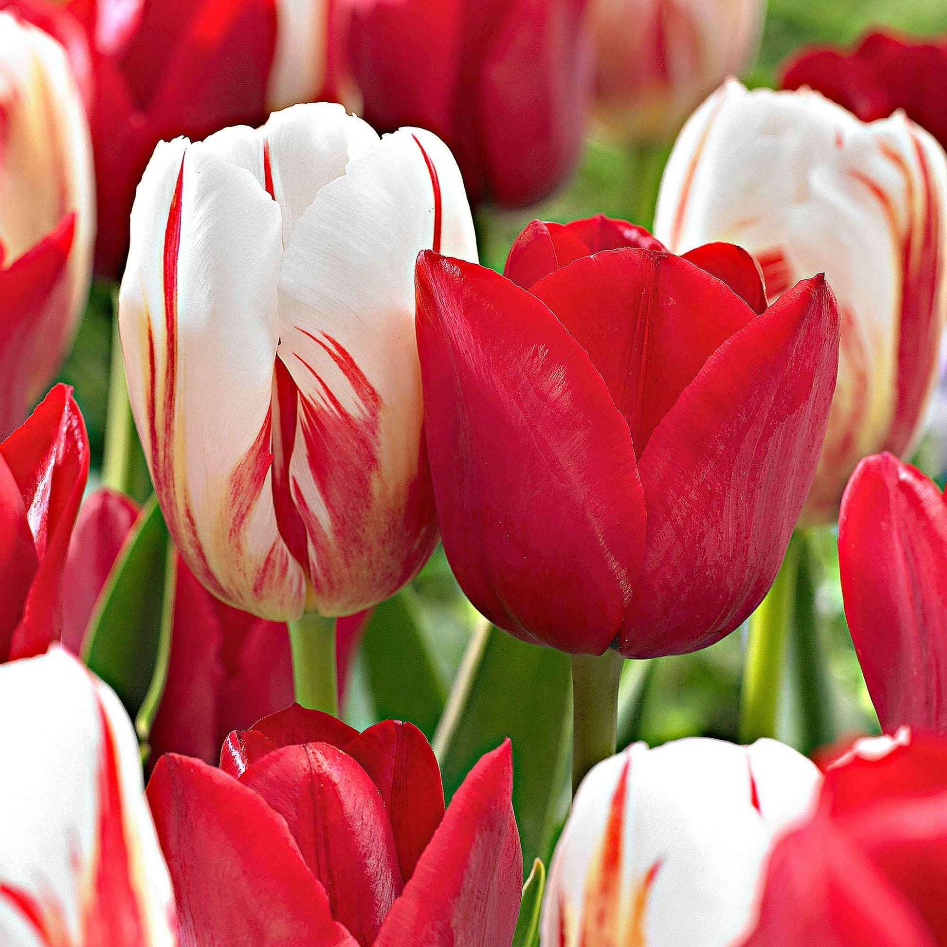 20x Tulpen Mischung - Alle beliebten Blumenzwiebeln