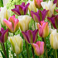 20x Tulpen Tulipa - Mischung 'Greenland' rosa-lila-weiβ - Alle beliebten Blumenzwiebeln