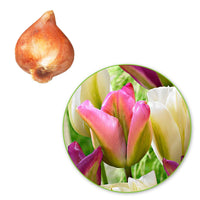 20x Tulpen Tulipa - Mischung 'Greenland' rosa-lila-weiβ - Alle Blumenzwiebeln