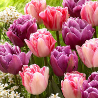 15x Tulpen Mischung - Alle beliebten Blumenzwiebeln
