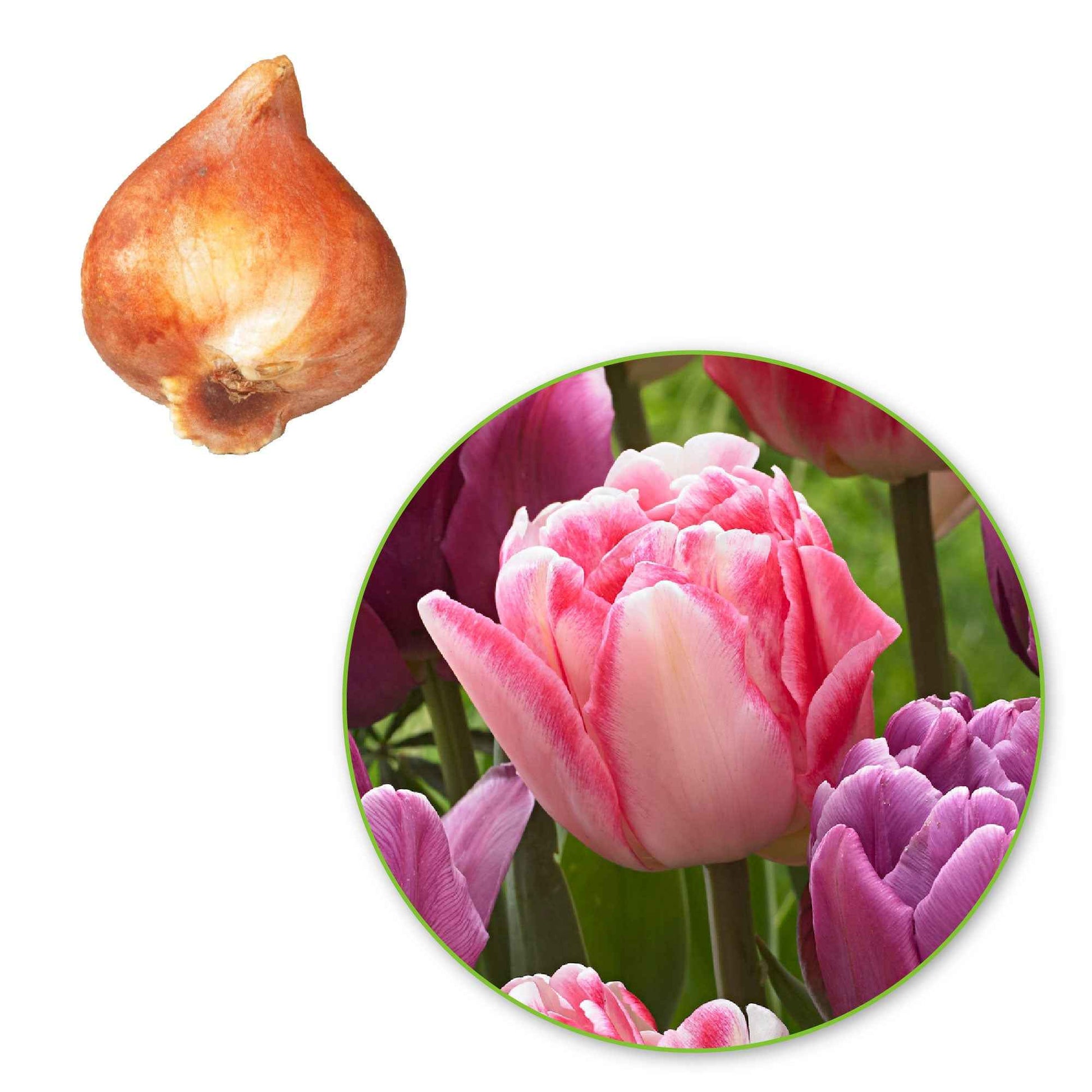 15x Tulpen Mischung - Alle Blumenzwiebeln