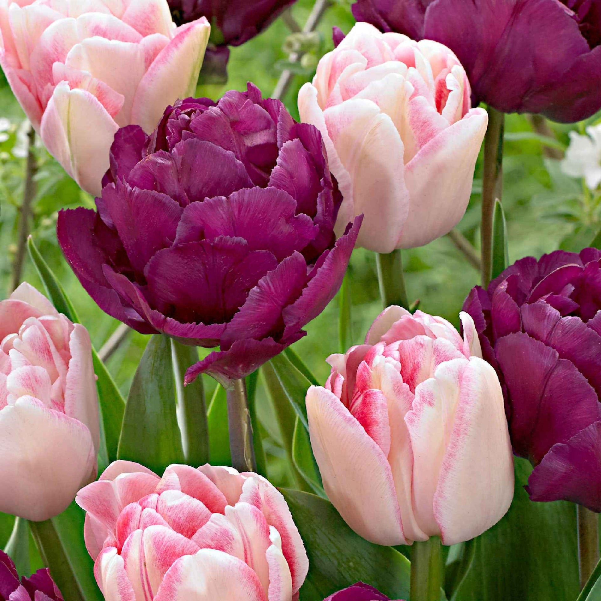 20x Gefüllte Tulpen - Alle beliebten Blumenzwiebeln