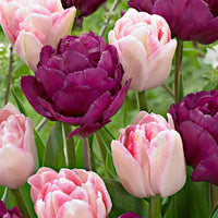 20x Gefüllte Tulpen - Beliebte Blumenzwiebeln