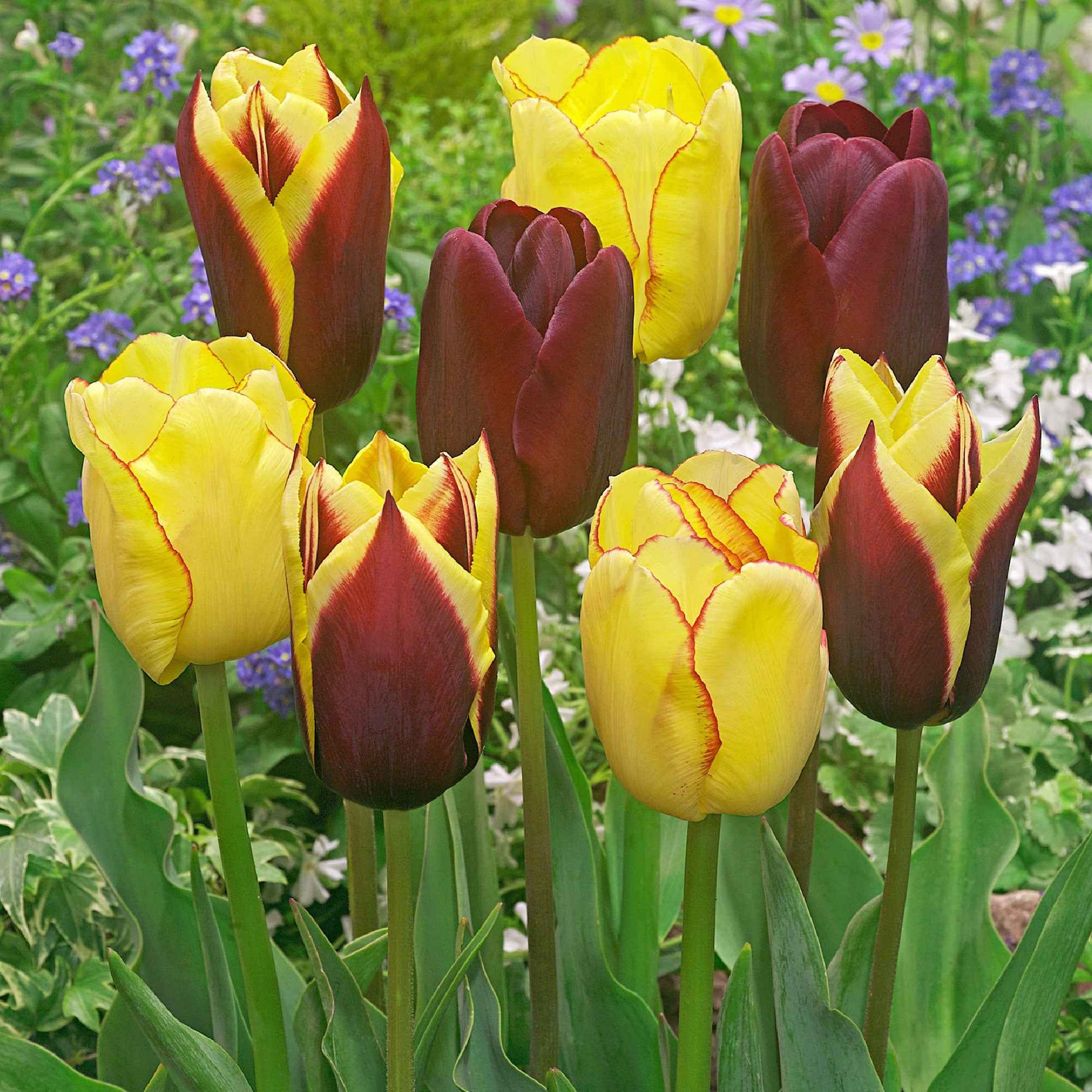 20x Tulpen Tulipa - Mischung 'Carribean Fantasy' - Blumenzwiebeln