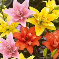 5x 0 Lilien Lilium - Mischung 'Ultimate Touch' - Beliebte Blumenzwiebeln