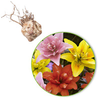 5x 0 Lilien Lilium - Mischung 'Ultimate Touch' - Alle Blumenzwiebeln