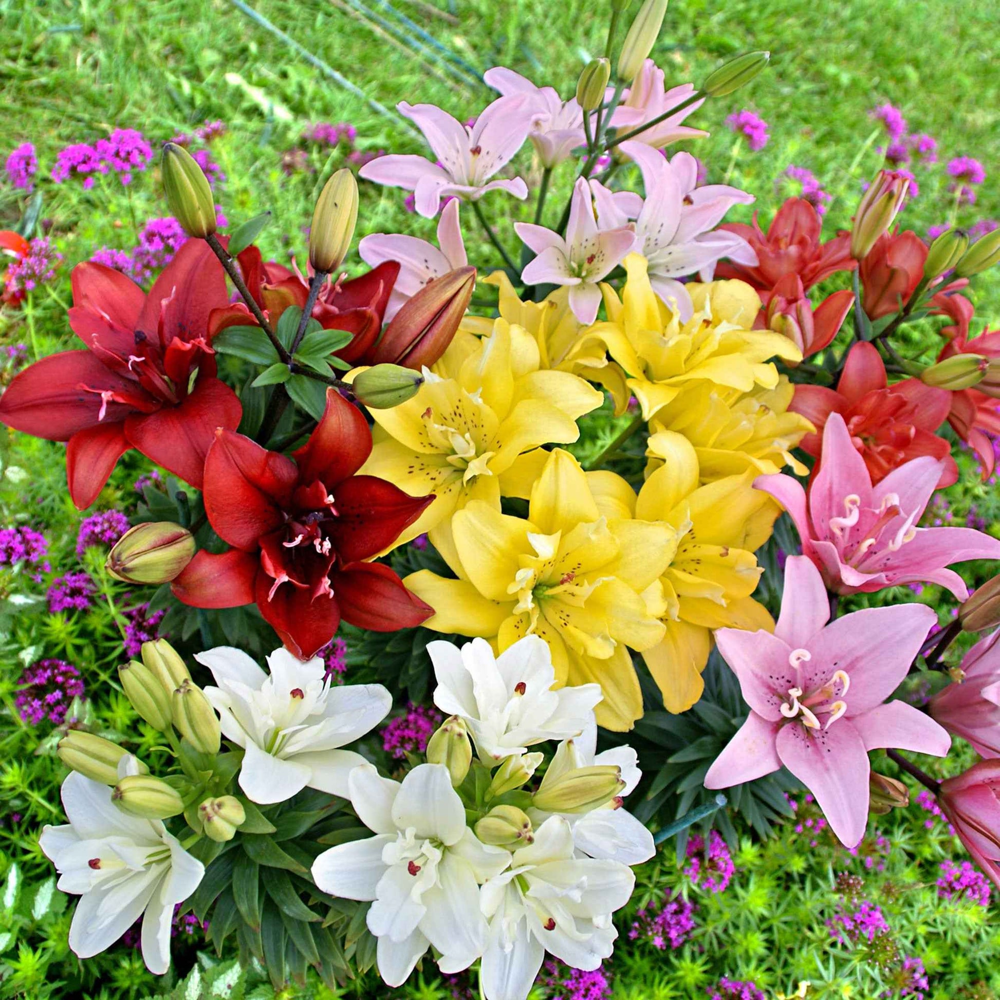 5x 0 Lilien Lilium - Mischung 'Ultimate Touch' - Alle beliebten Blumenzwiebeln