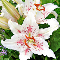 5x Lilien Lilium 'Muscadet' weiβ-rosa - Alle beliebten Blumenzwiebeln