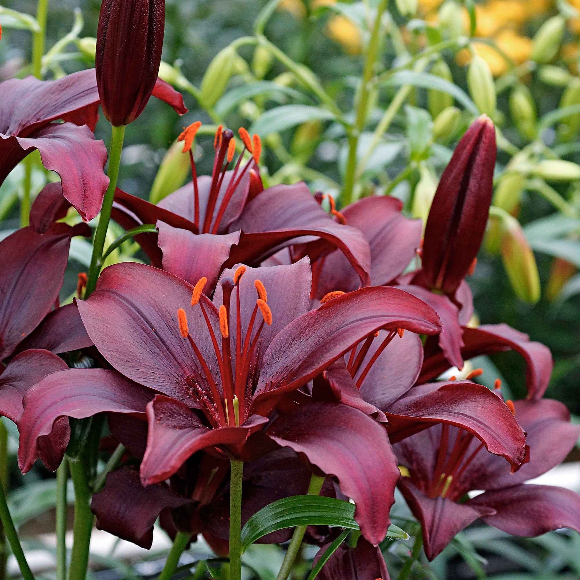 10x Lilien  Lilium 'Mapira' lila - Alle Blumenzwiebeln