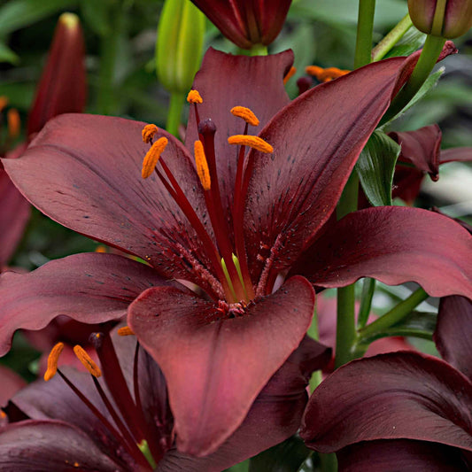 10x Lilien  Lilium 'Mapira' lila - Alle beliebten Blumenzwiebeln