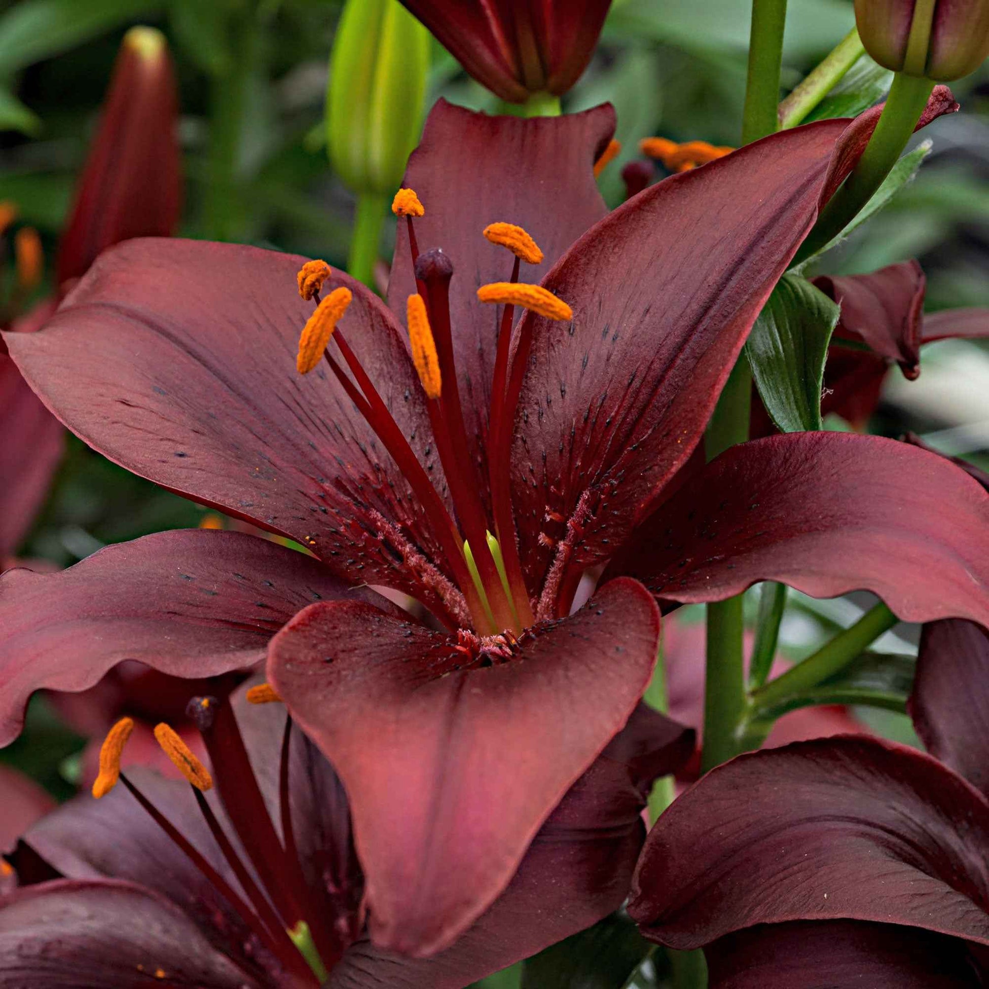 10x Lilien  Lilium 'Mapira' lila - Beliebte Blumenzwiebeln