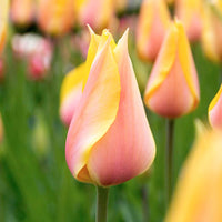 12x Tulpen 'Blushing Beauty' Gelb-Rosa - Beliebte Blumenzwiebeln