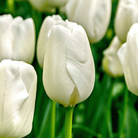 20x Tulpen Tulipa 'Hakuun' weiβ - Beliebte Blumenzwiebeln