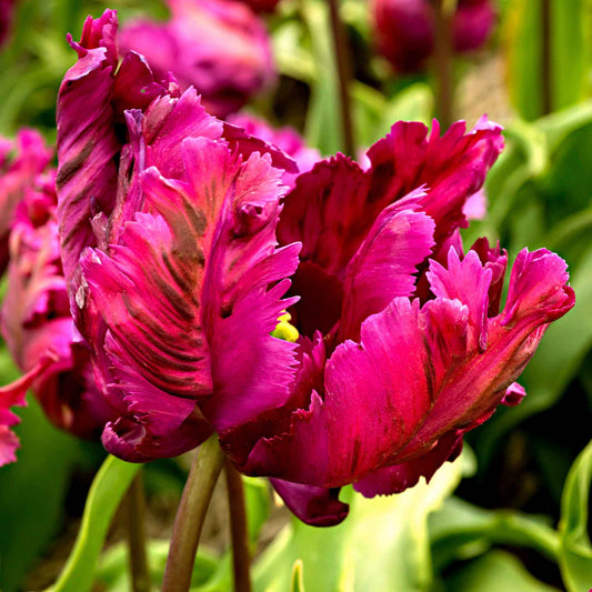 20x Tulpen Tulipa 'Negrita Parrot' lila - Alle beliebten Blumenzwiebeln