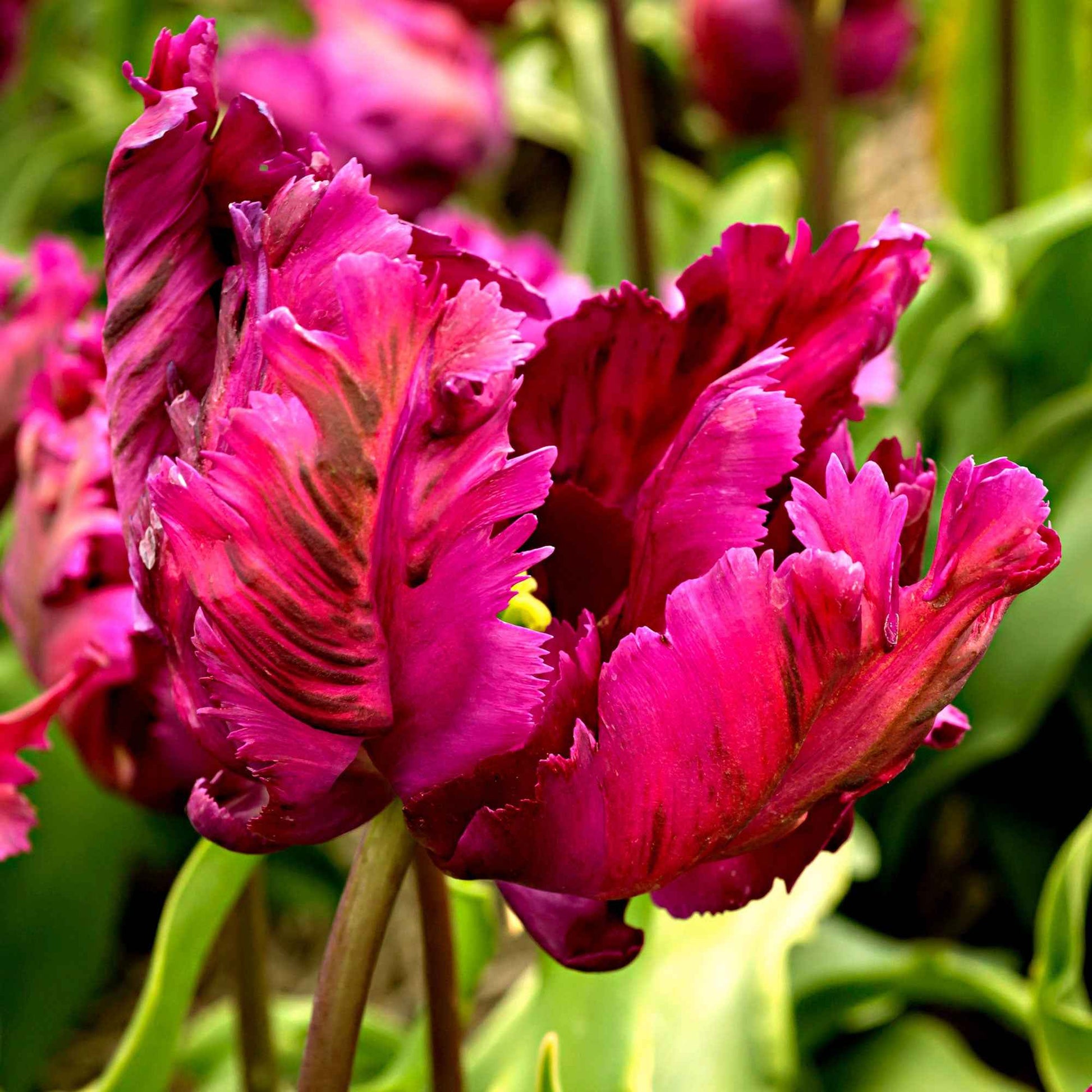 20x Tulpen Tulipa 'Negrita Parrot' lila - Blumenzwiebeln