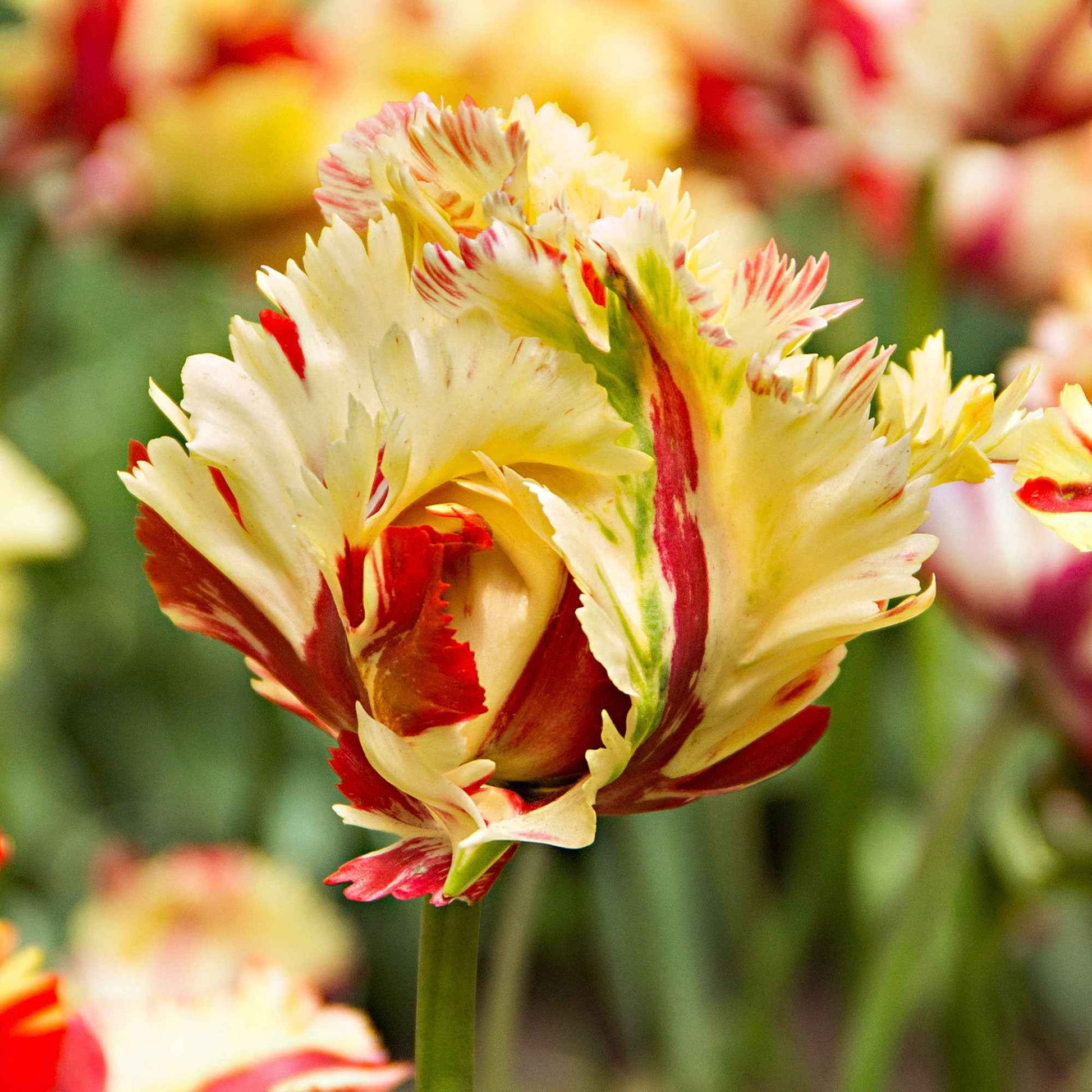20x Tulpen Tulipa 'Texas Flame' gelb-rot - Alle beliebten Blumenzwiebeln