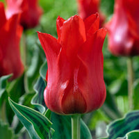 20x Tulpen Tulipa 'Oriental Beauty' rot - Beliebte Blumenzwiebeln