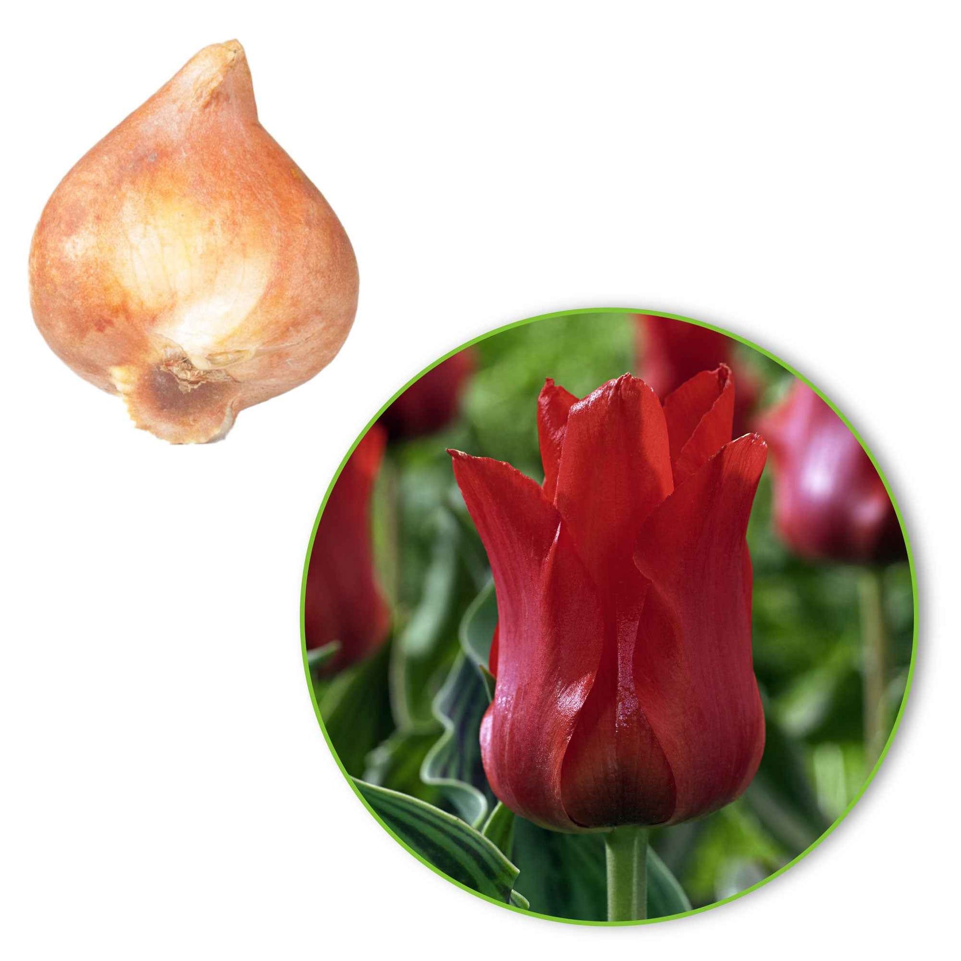 20x Tulpen Tulipa 'Oriental Beauty' rot - Alle Blumenzwiebeln