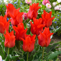 20x Tulpen Tulipa 'Oriental Beauty' rot - Alle beliebten Blumenzwiebeln