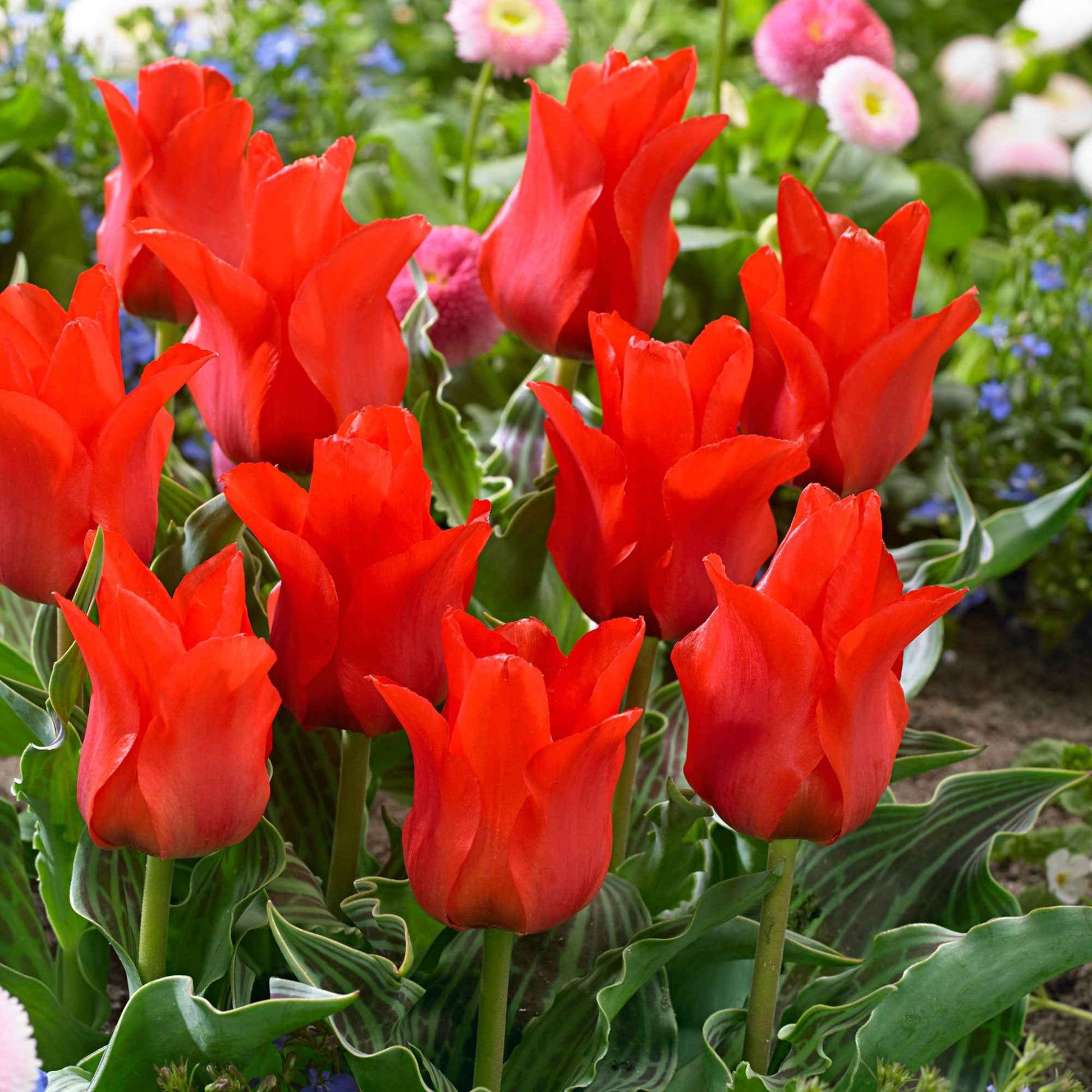 20x Tulpen Tulipa 'Oriental Beauty' rot - Blumenzwiebeln Frühlingsblüher