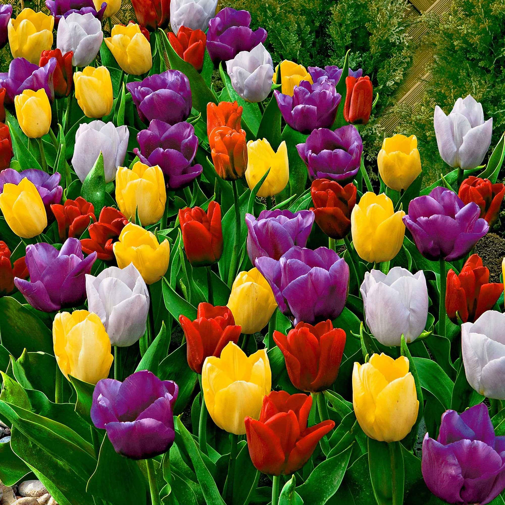 20 x Triumph Tulpen - Alle beliebten Blumenzwiebeln