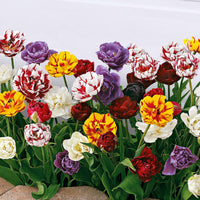 20x Gefüllte Tulpen - Alle Blumenzwiebeln